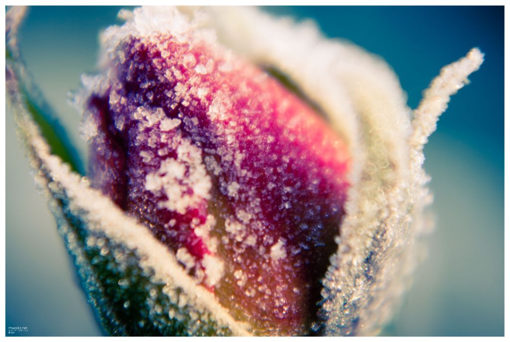 winters-growth-001-final