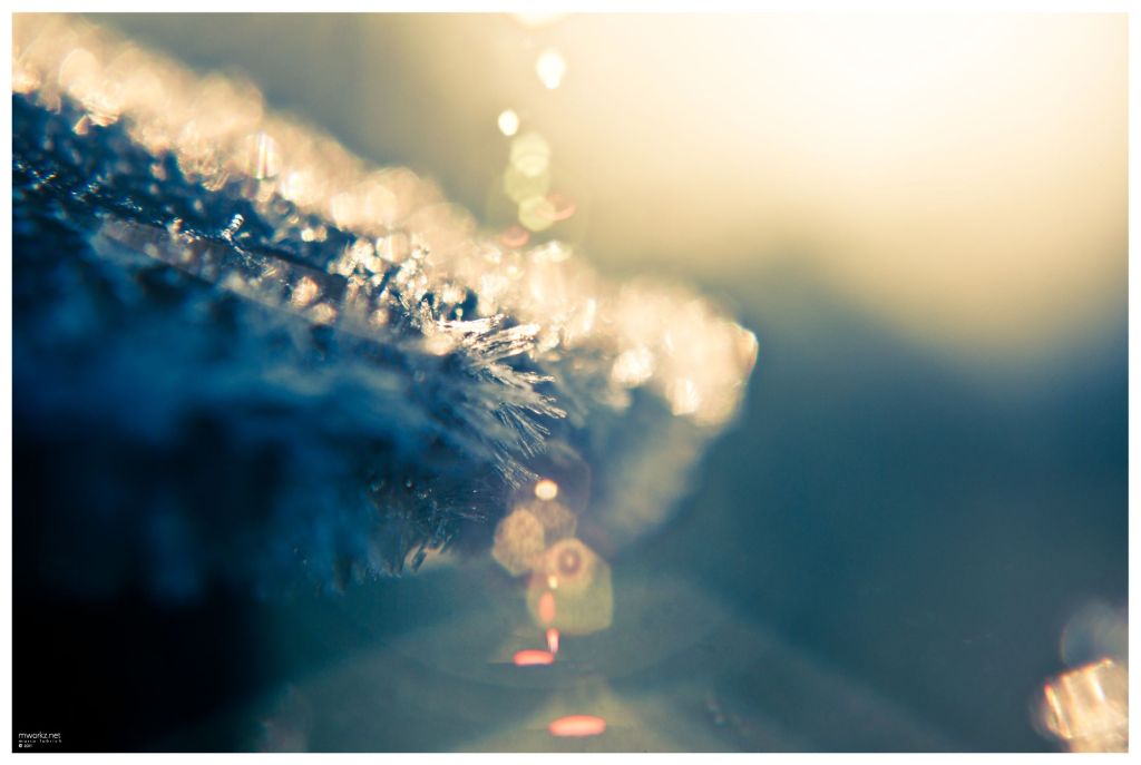 winters-growth-003-final