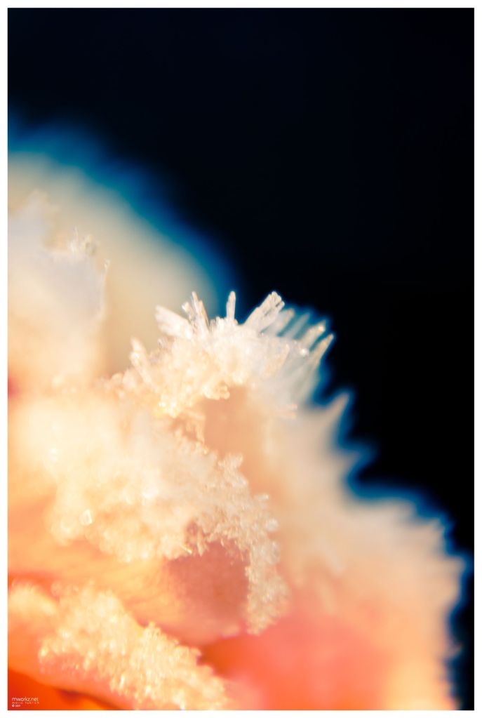 winters-growth-006-final