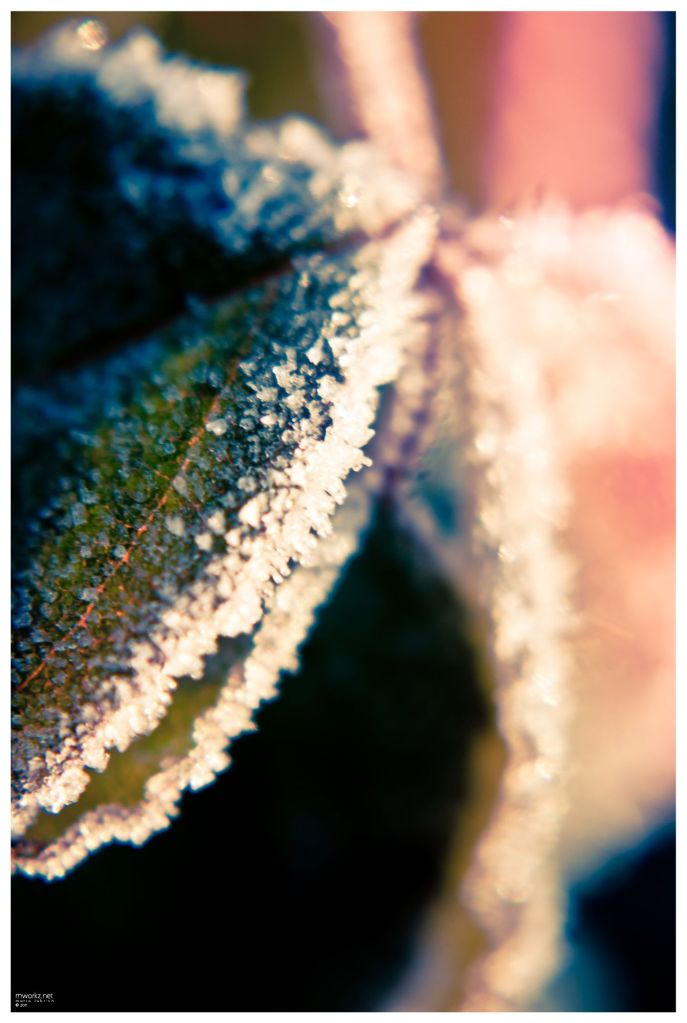 winters-growth-007-final