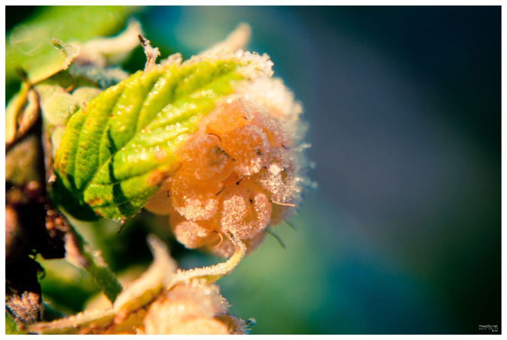 winters-growth-008-final