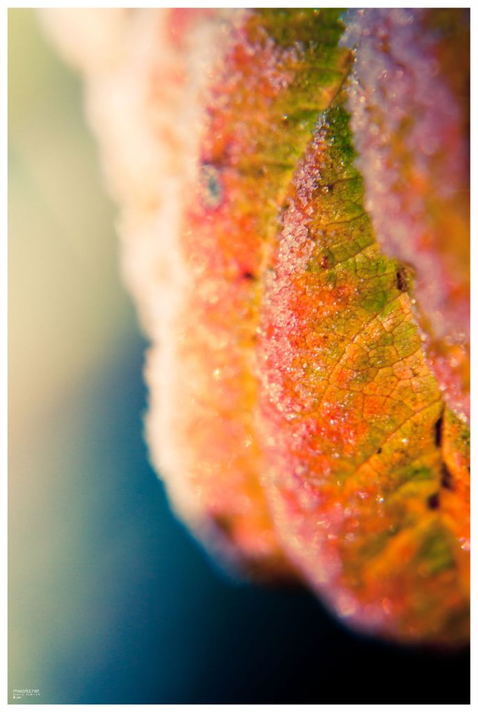 winters-growth-009-final