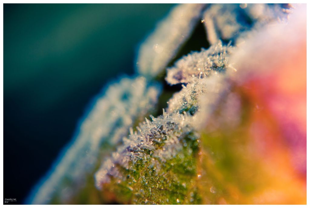 winters-growth-010-final