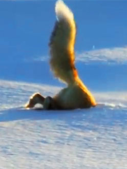 Fox Dives Headfirst Into Snow&nbsp;[KW51/2013]