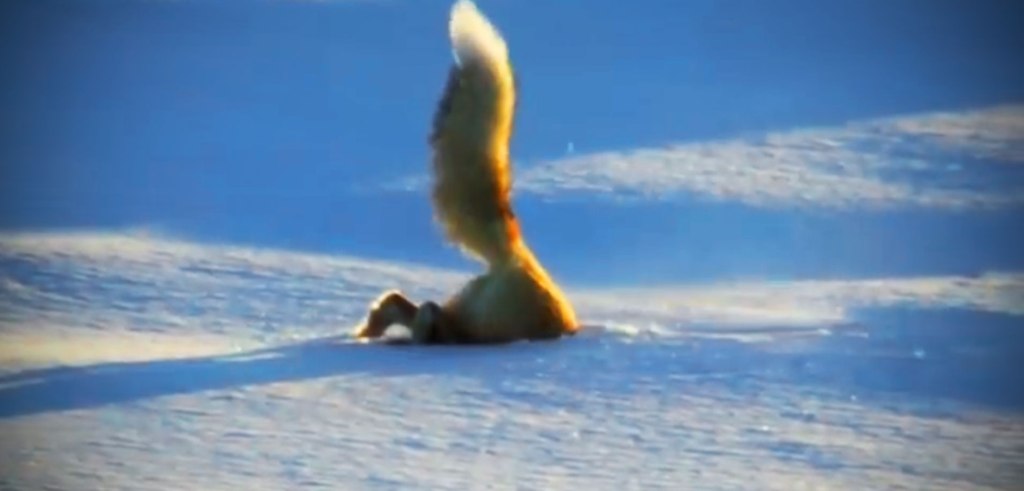 fox-dives-headfirst-into-snow