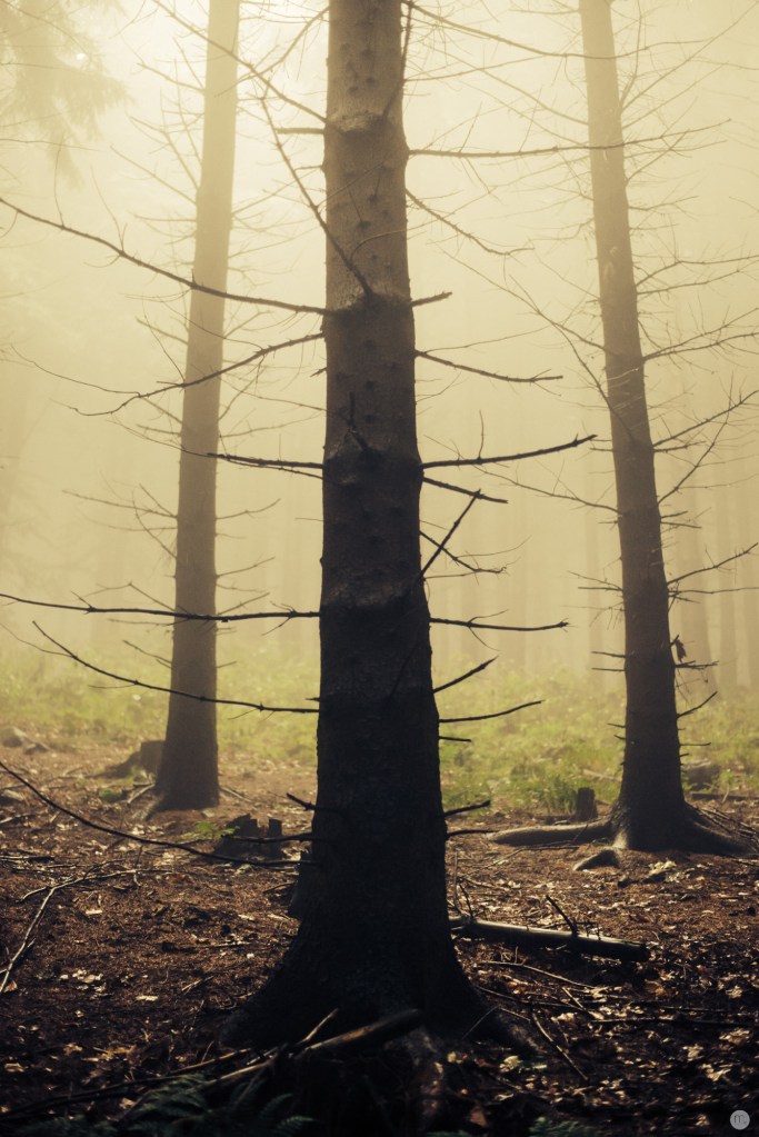 ghosts-at-the-wild-heart-of-nowhere_003_online