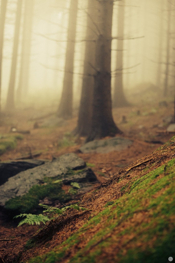 ghosts-at-the-wild-heart-of-nowhere_008_online