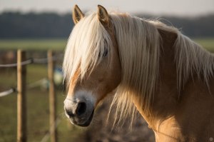 hands-on_sony70-200_013_online