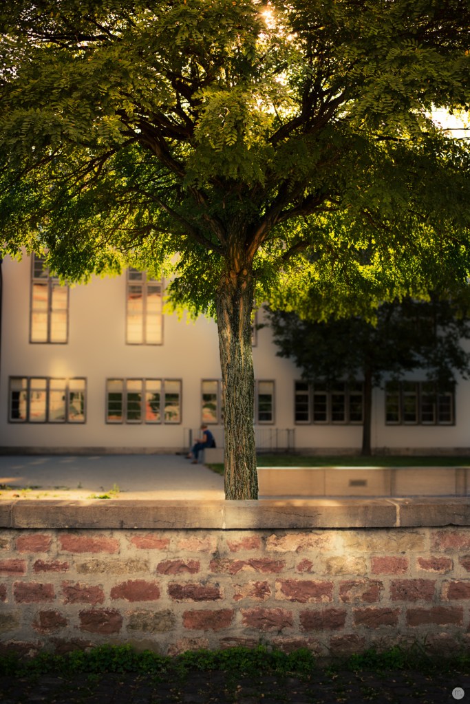 early-evening-light_001_online