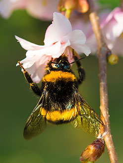 bzzzz