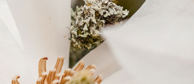 hands-on_sigma-50mm_bluete-100prozent