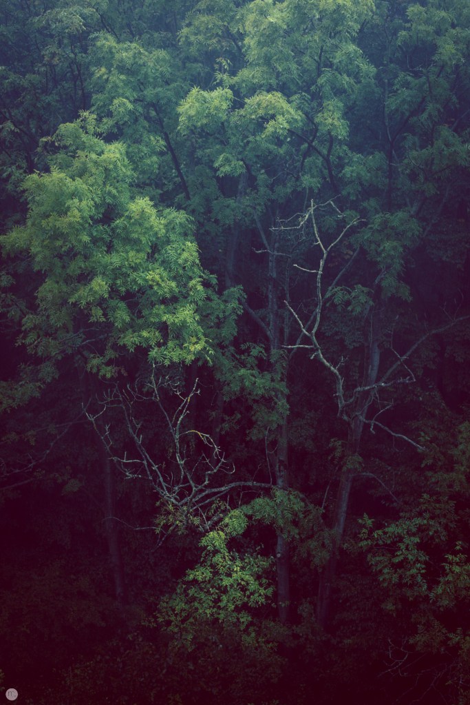 nightspiders-nest_001_online