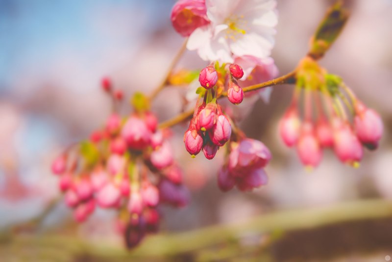 passing-years-of-spring-kisses_001_online