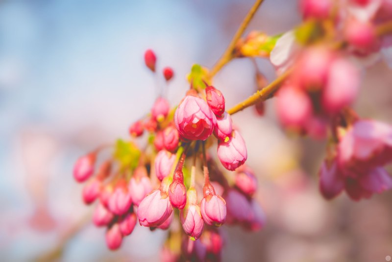 passing-years-of-spring-kisses_002_online
