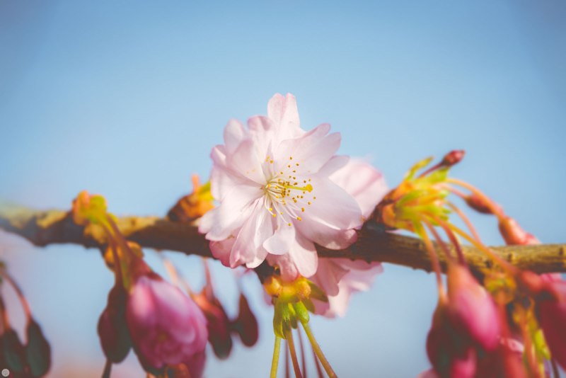 passing-years-of-spring-kisses_003_online