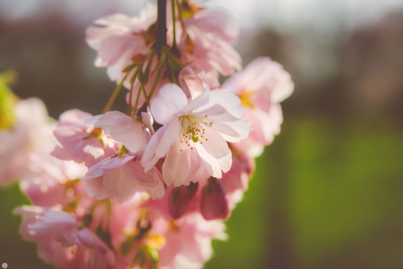 passing-years-of-spring-kisses_004_online