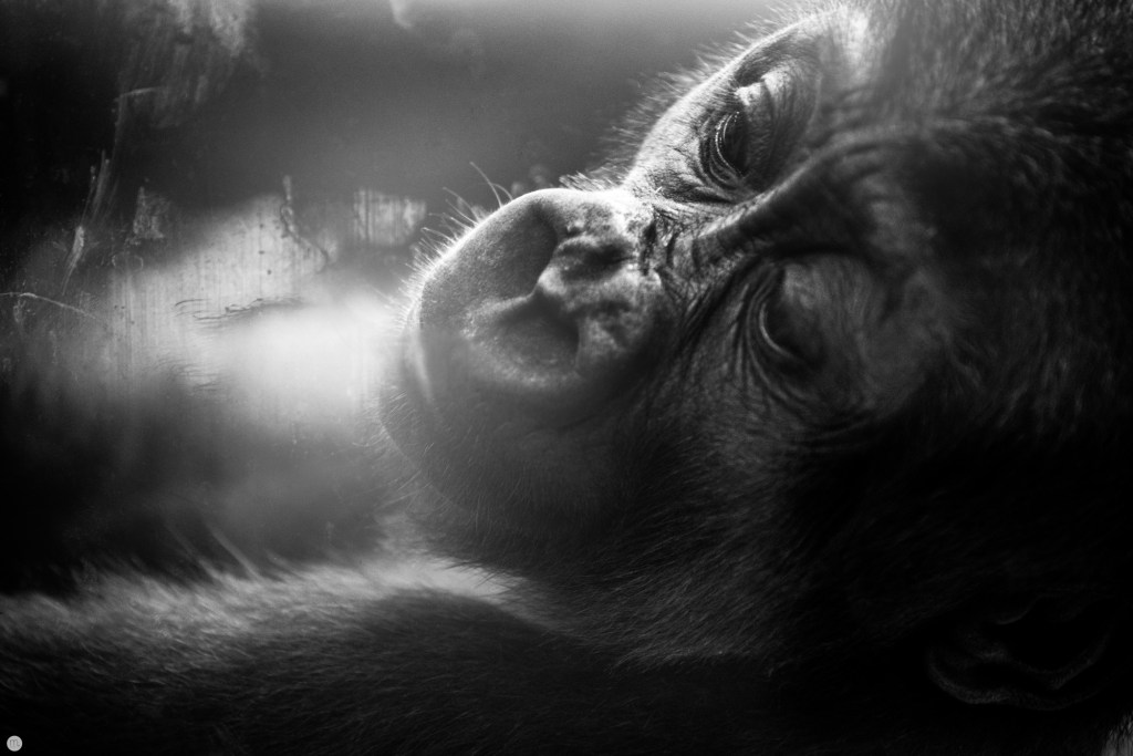 laying-and-waiting_001_online