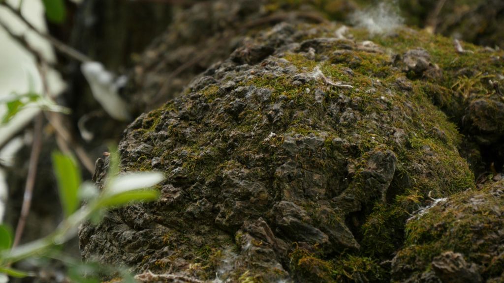 4k-Standbild aus einer Videoaufnahme entnommen.