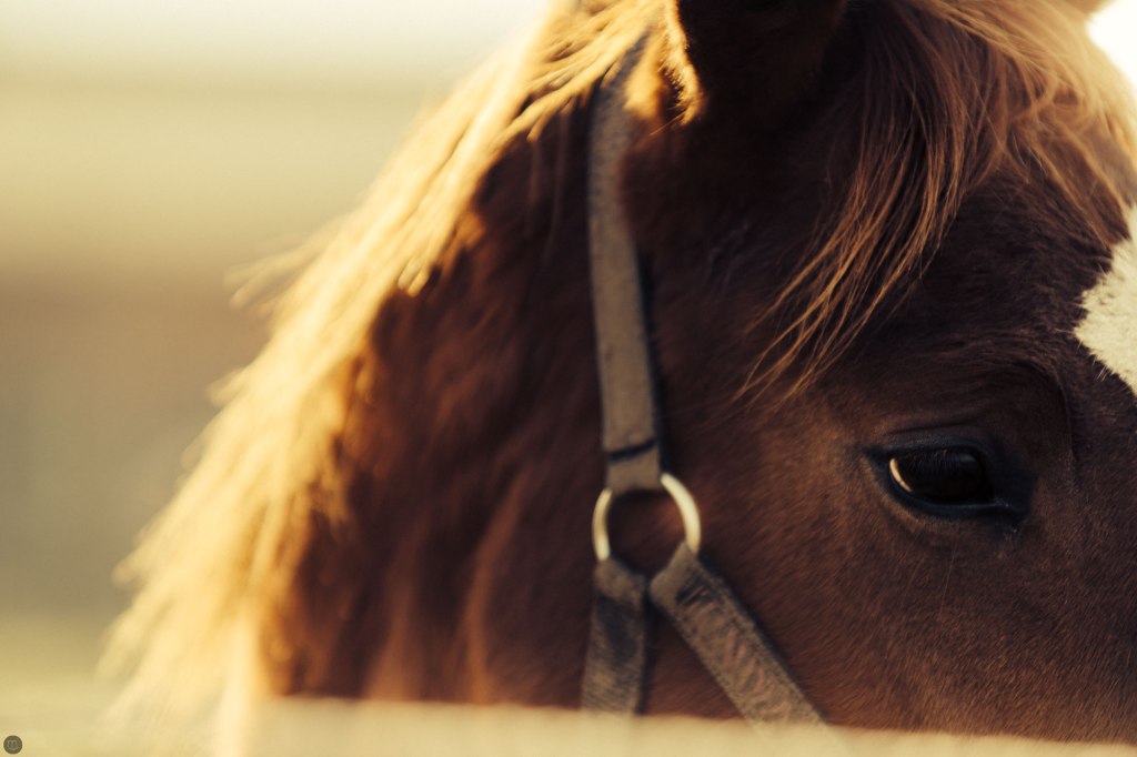 2014-online_0033_sunshine_001_online