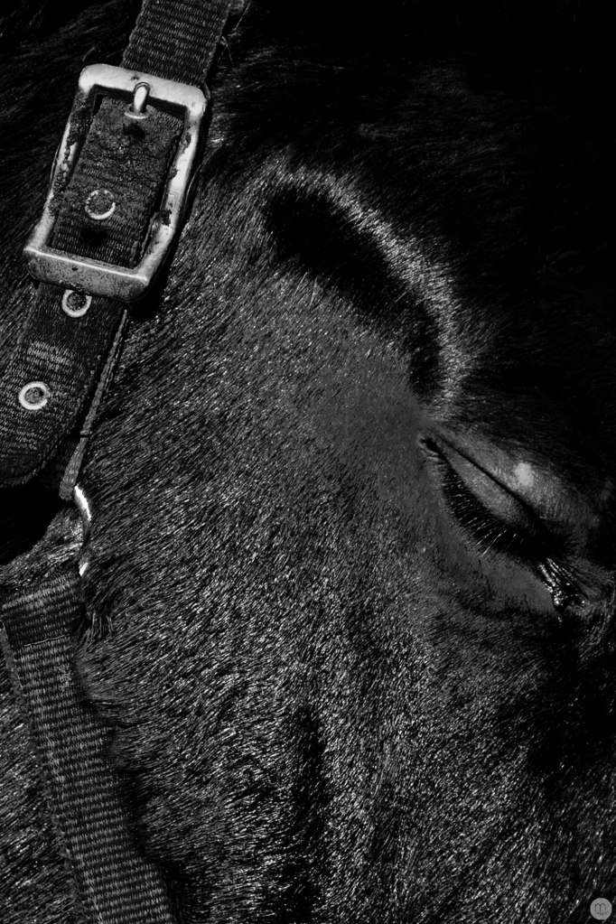 2014-online_0034_to-forget_001_online