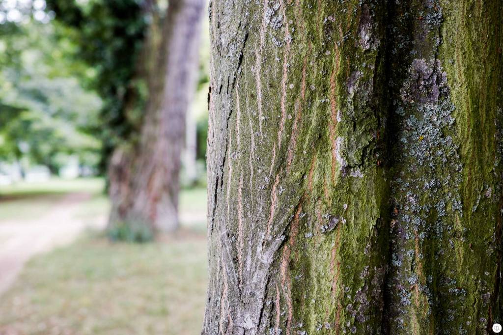 hands-on_sigma-dp2-quattro_tree