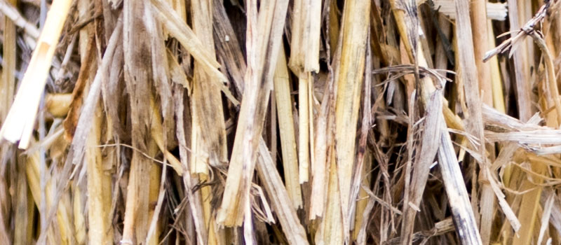 hands-on_nikon-d810_sample-100percent