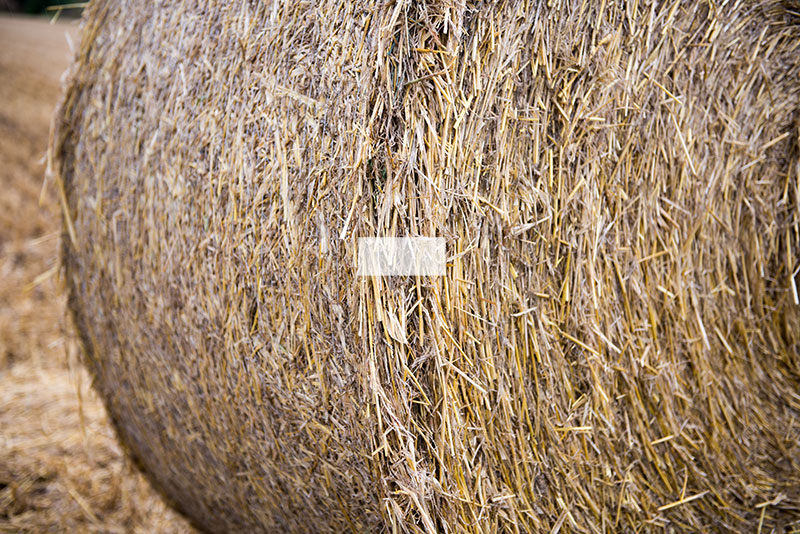 hands-on_nikon-d810_sample-full