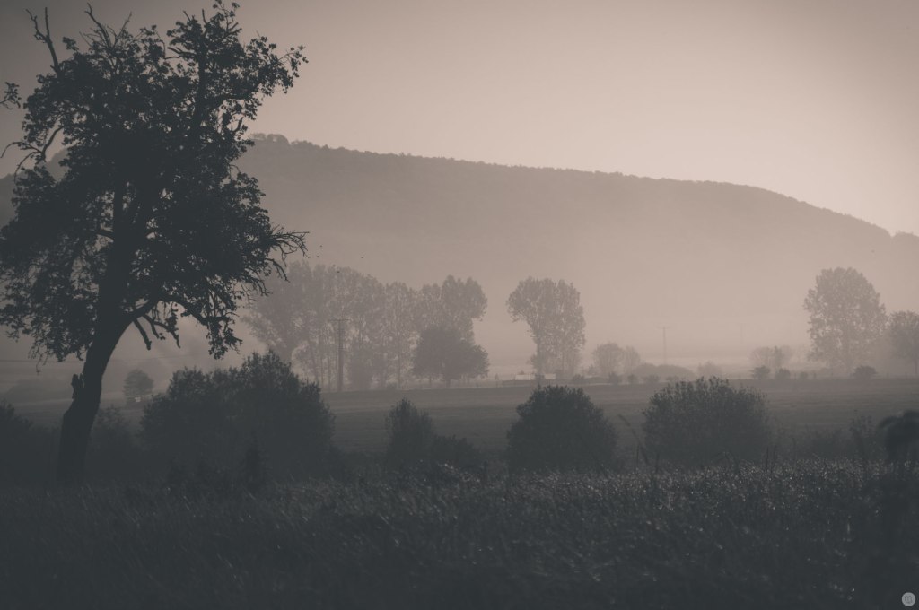 2014-online_0100_morning-shades_001_online