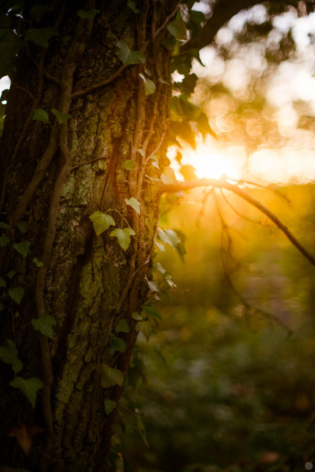 „blink“ oder: „Naturaufnahmen mit einem&nbsp;1.2/50er“