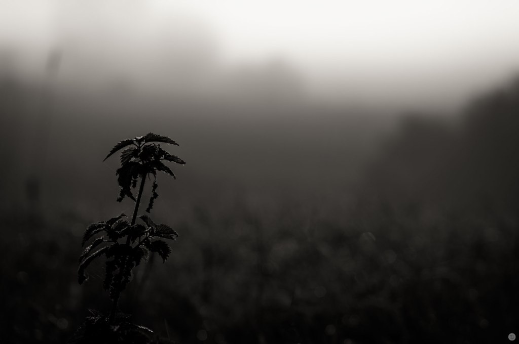 2014-online_0101_halfa_001_final