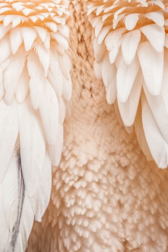 2014-online_1183_feathercoat_001