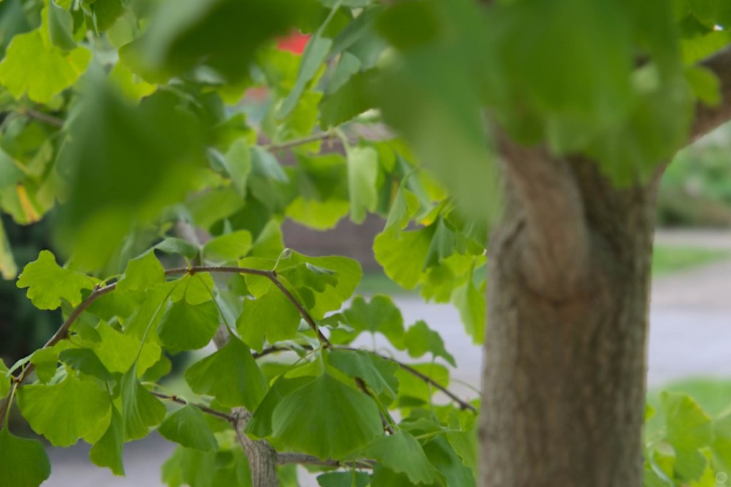 2014-online_1208_hands-on_lytro-illum_021