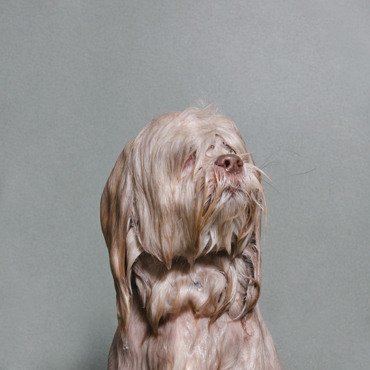 © Wet Dog, Sophie Gamand, www.sophiegamand.com