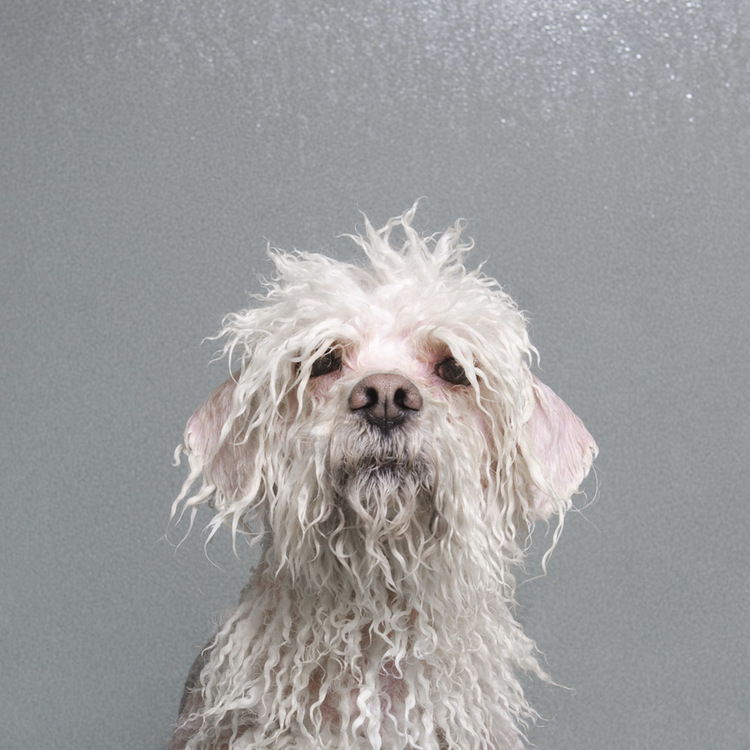 © Wet Dog, Sophie Gamand, www.sophiegamand.com
