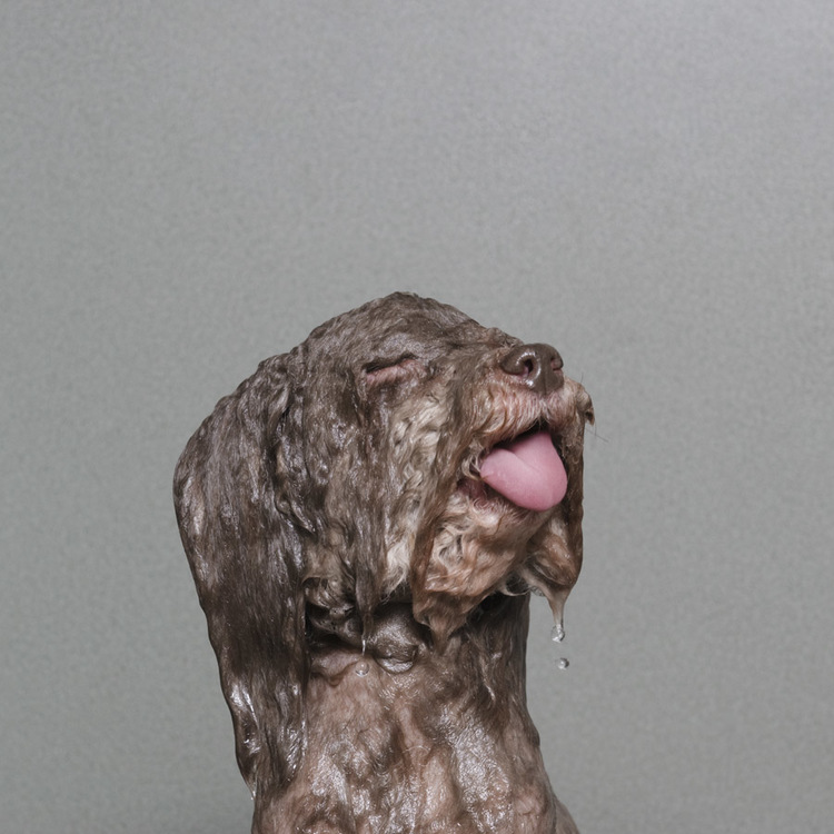 © Britney, Wet Dog, Sophie Gamand, www.sophiegamand.com
