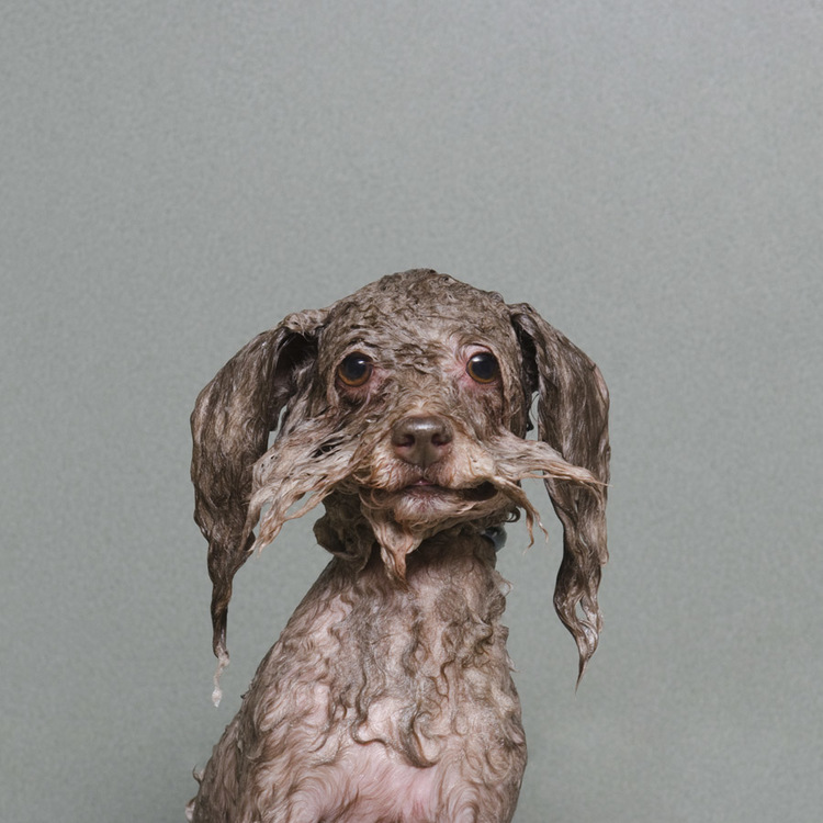 © Britney, Wet Dog, Sophie Gamand, www.sophiegamand.com
