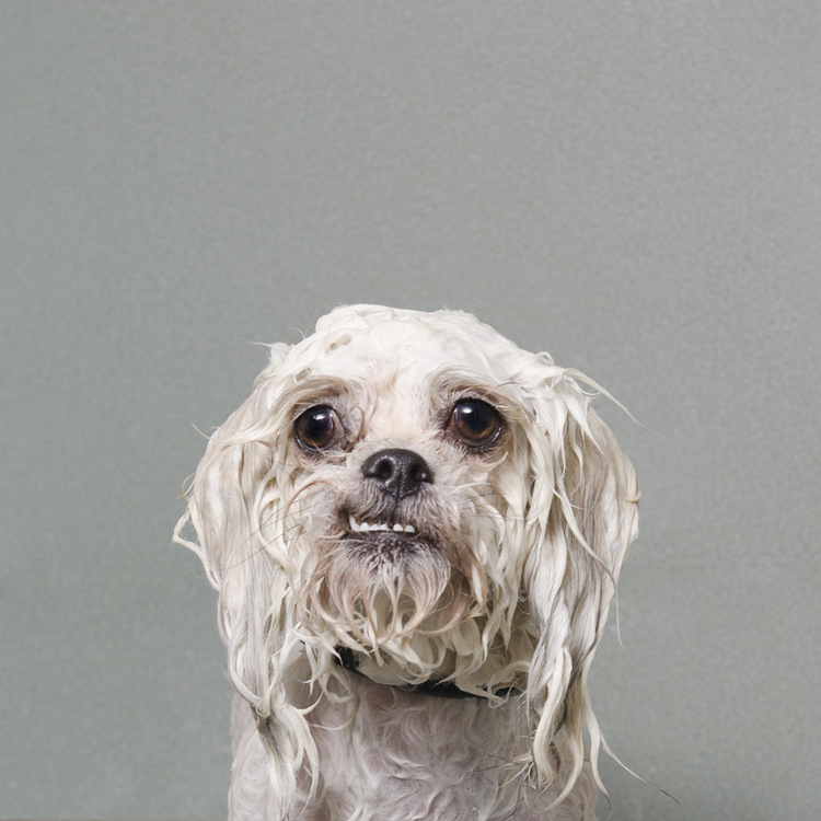 © Chiki-Baby, Wet Dog, Sophie Gamand, www.sophiegamand.com