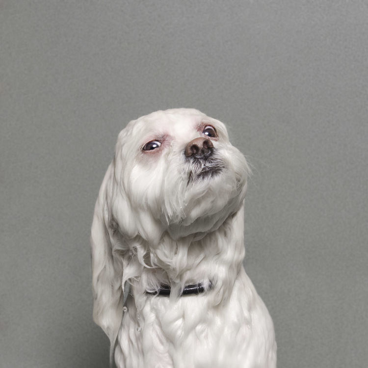 © Chuchi, Wet Dog, Sophie Gamand, www.sophiegamand.com