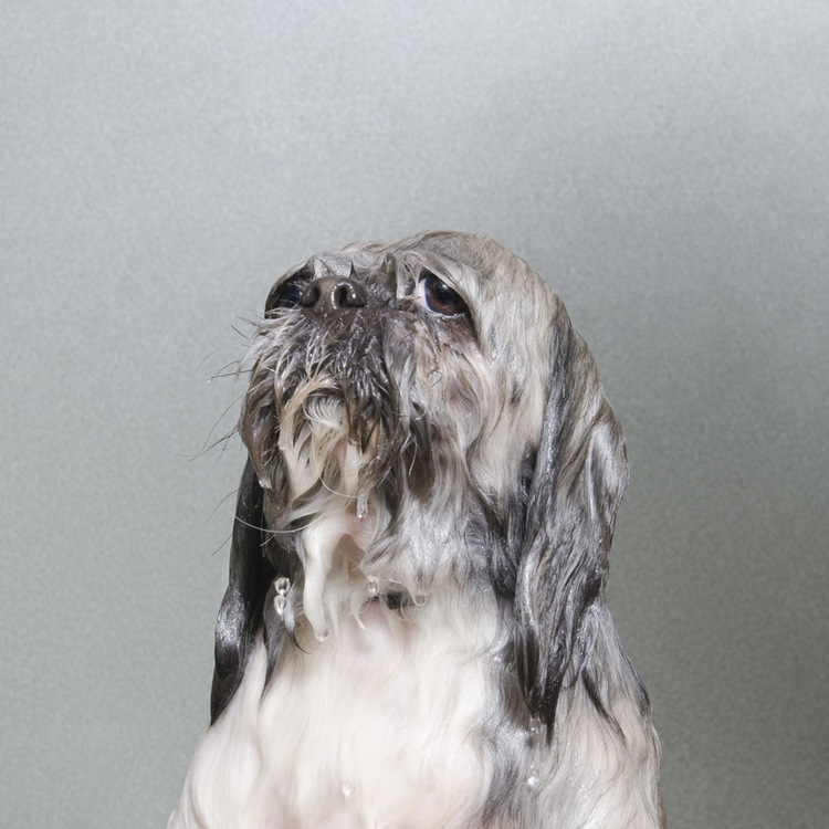 © Commando, Wet Dog, Sophie Gamand, www.sophiegamand.com