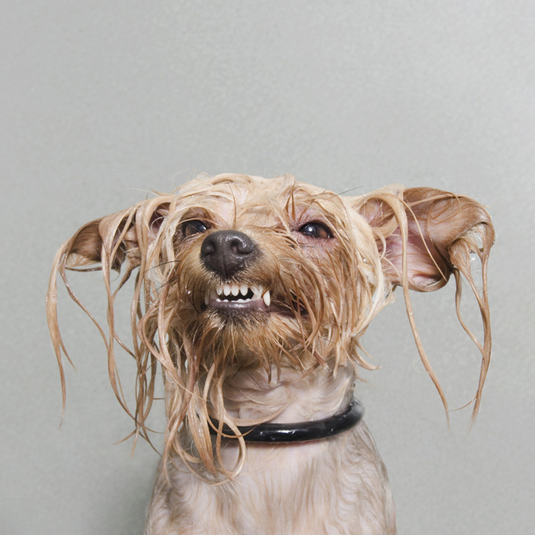 © Diamond, Wet Dog, Sophie Gamand, www.sophiegamand.com