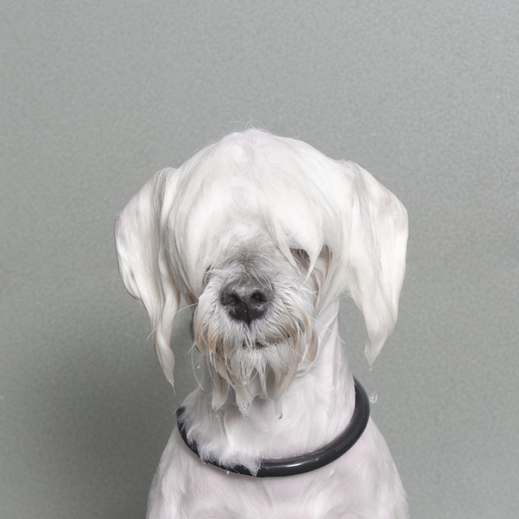 © Marshmallow, Wet Dog, Sophie Gamand, www.sophiegamand.com