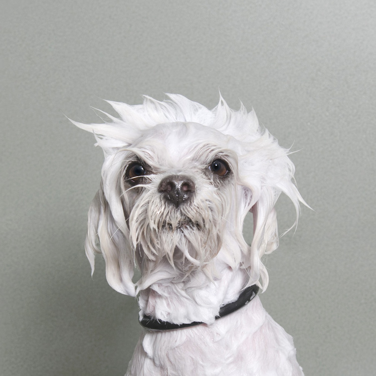 © Marshmallow, Wet Dog, Sophie Gamand, www.sophiegamand.com