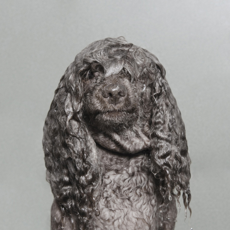 © May, Wet Dog, Sophie Gamand, www.sophiegamand.com