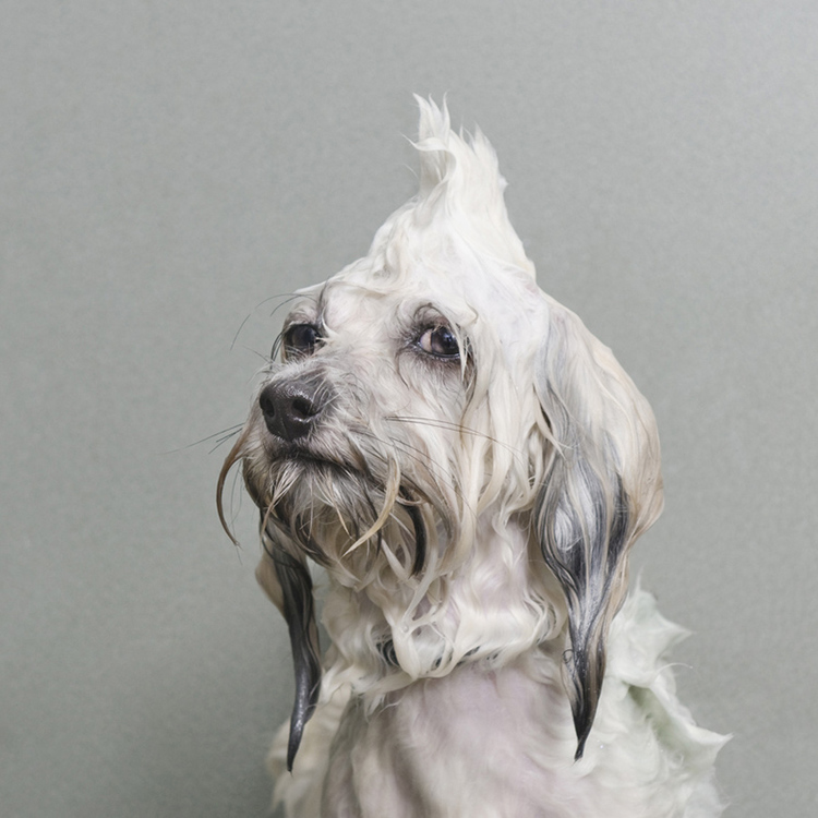© Oscar, Wet Dog, Sophie Gamand, www.sophiegamand.com