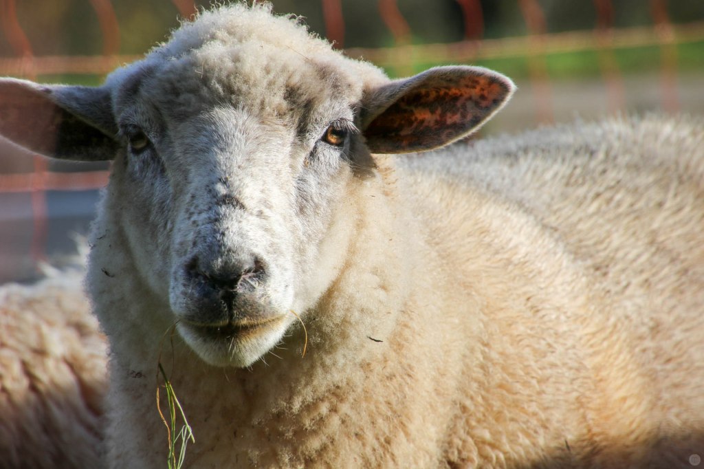 2014-online_1280_hands-on_canon-eos-7d-mark2_002