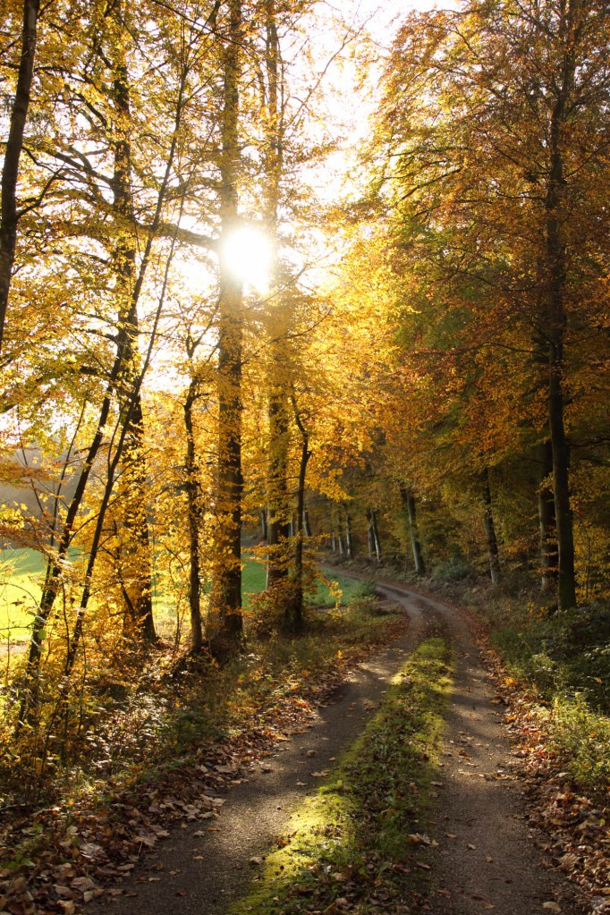 2014-online_1302_hands-on_canon-eos-7d-mark2_024