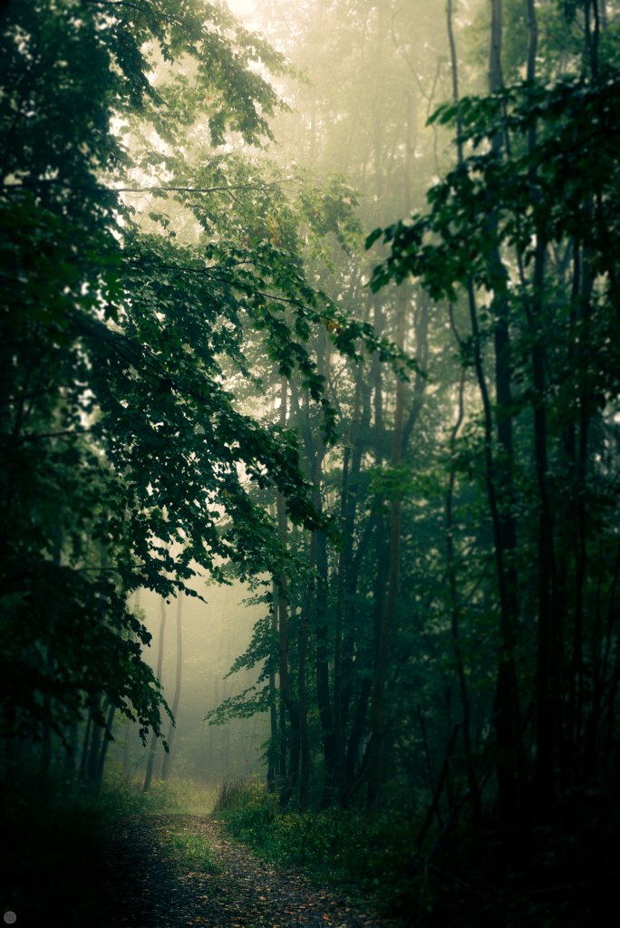 2014-online_0157_forestlands_001_online