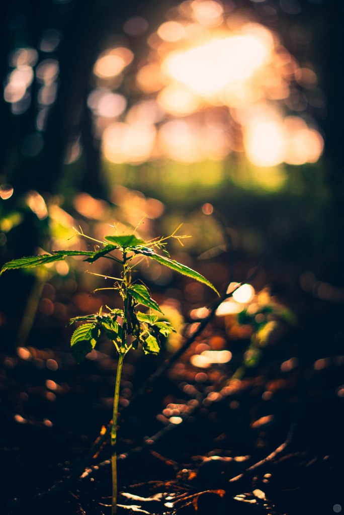 2014-online_0873_dark-orange-evening_003