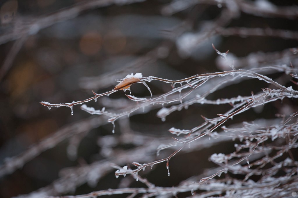 2015-online_0019_hands-on_canon-100-400mm_011