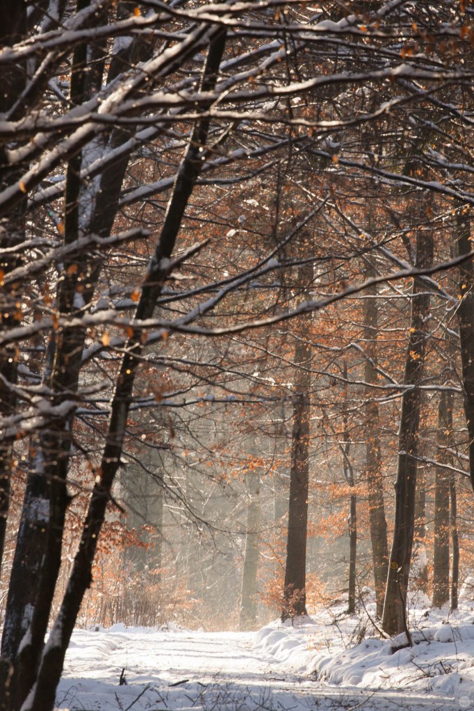 2015-online_0021_hands-on_canon-100-400mm_013